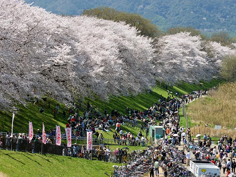 京都淀川河川公園背割堤