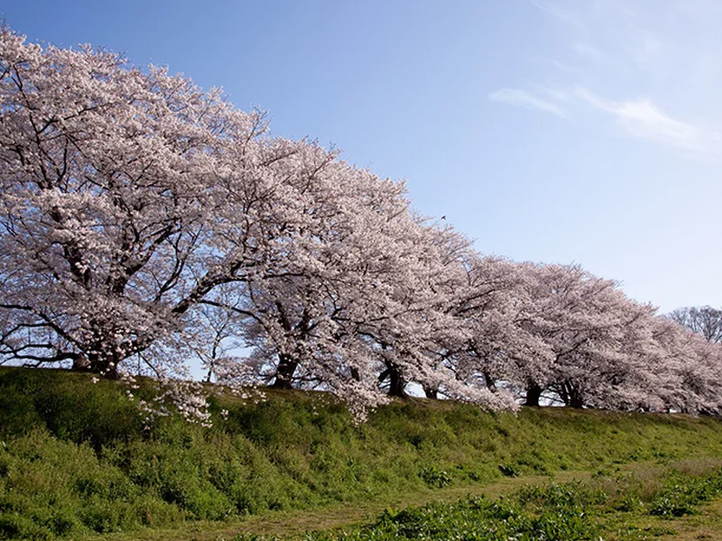 京都淀川河川公園背割堤