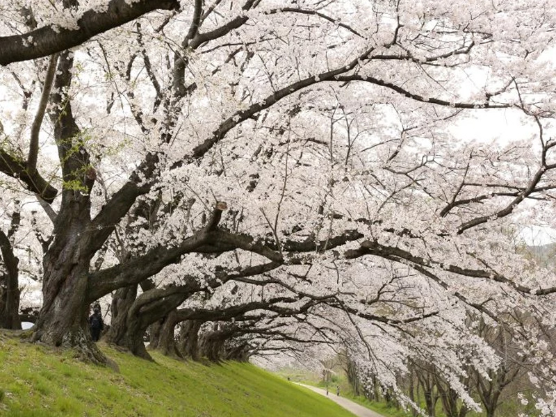 京都淀川河川公園背割堤