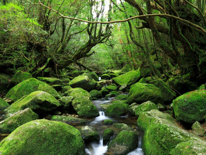 屋久島 白谷雲水峡苔蘚森林