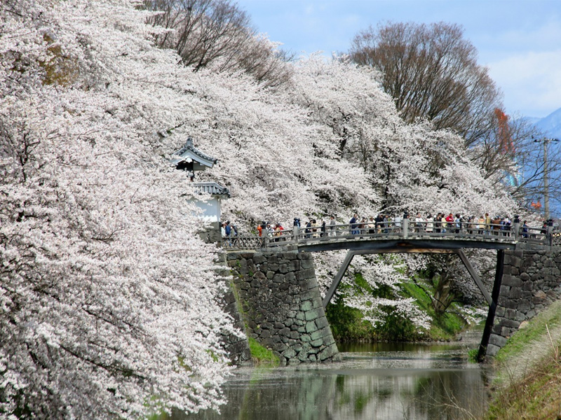 山形霞城公園 櫻花