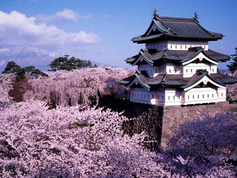 弘前城 櫻花
