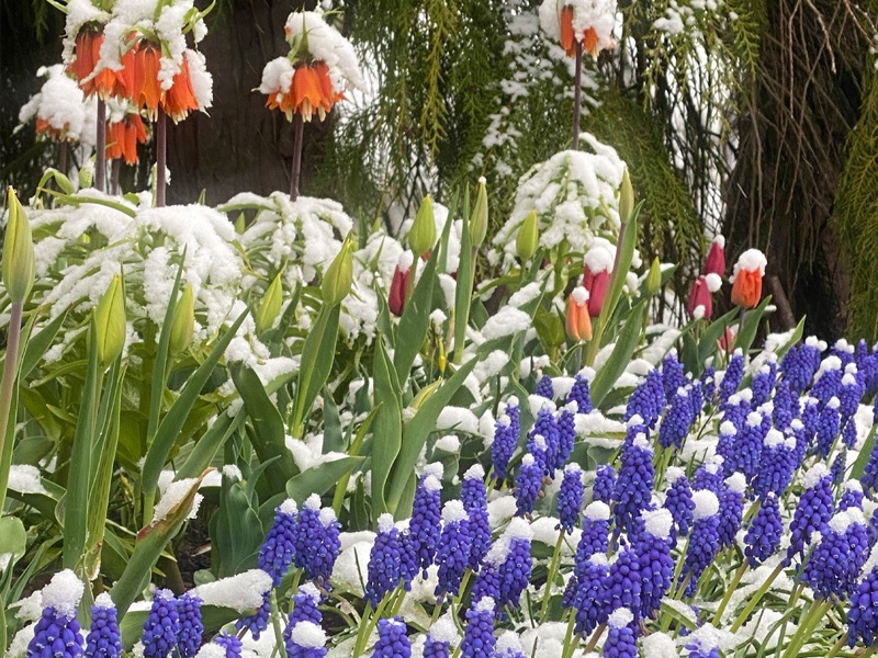 德國美瑙島花園