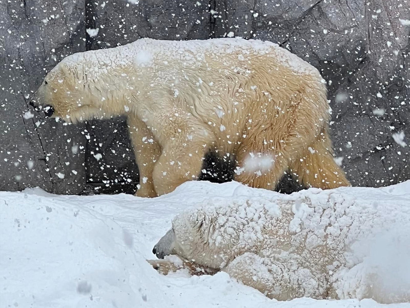 北海道旭川 旭山動物園