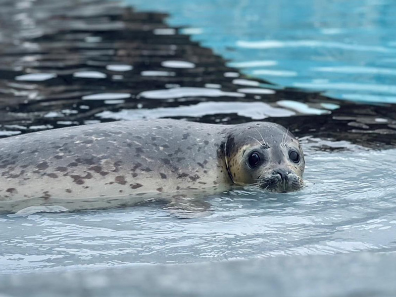 北海道旭川 旭山動物園